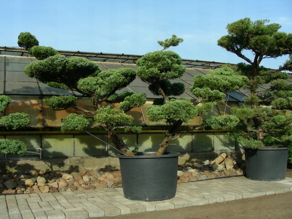 Bonsai Bonsai ogrodowe Ogrody japońskie Jałowiec