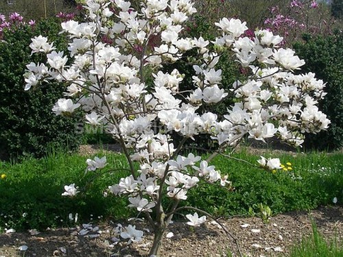 Magnolia Alba Superba DUŻE SADZONKI C 2