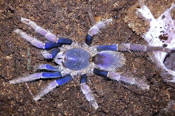 Psednocnemis brachyramosa
