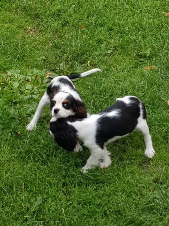 cavalier king Charles spaniel