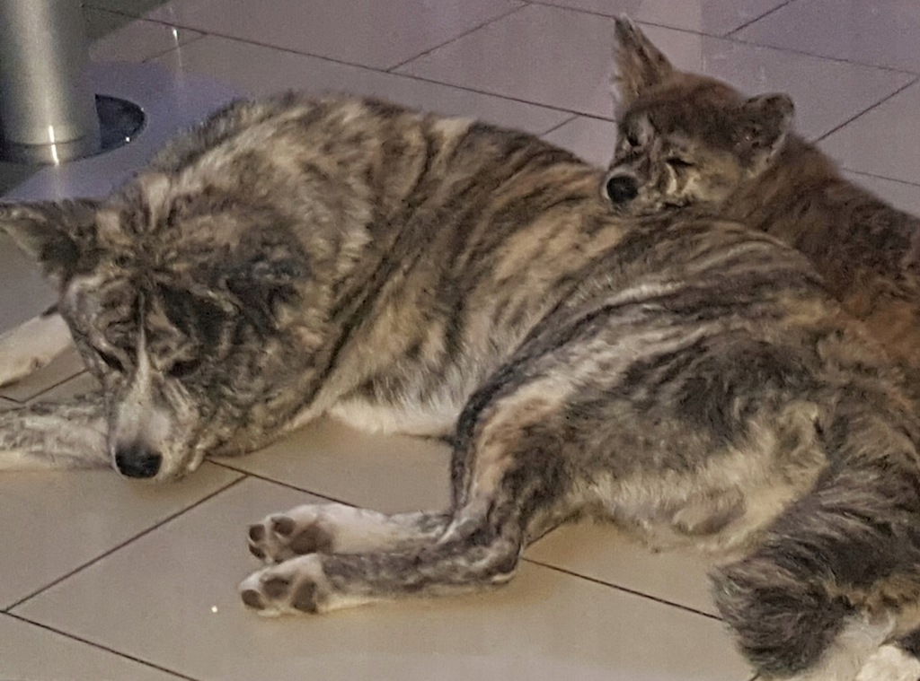 Akita inu szczeniaki