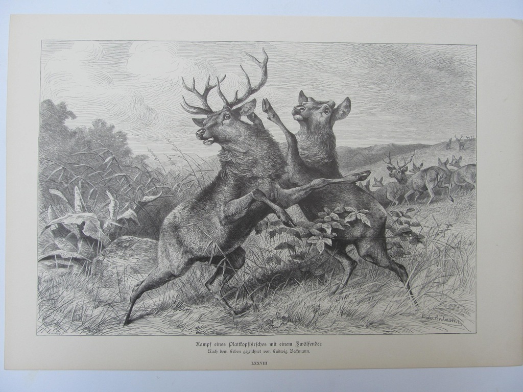 MYŚLISTWO WALKA JELENI drzeworyt 1887 r.