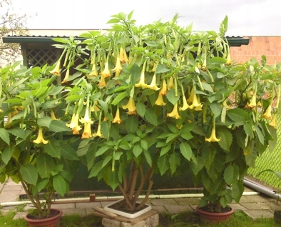 DATURA ŻÓŁTA, RÓŻOWA, BIAŁA
