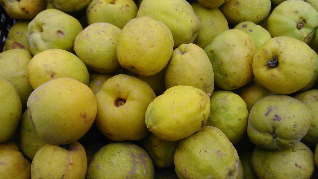 Pigwowiec japoński DUŻE OWOCE zielone, aromatyczne