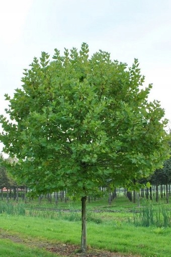 Platan klonolistny 80 cm