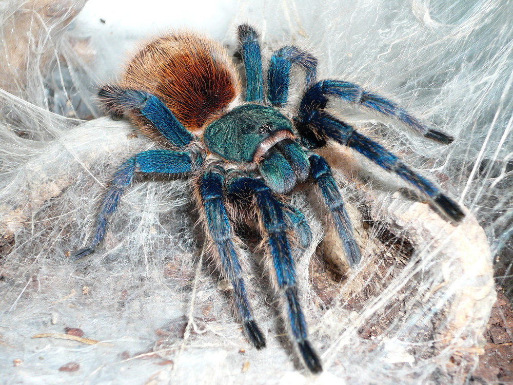 Chromatopelma  cyaneopubescens L1