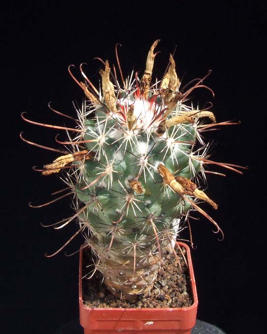 Kaktusy - Coryphantha ancistracantha GM-462