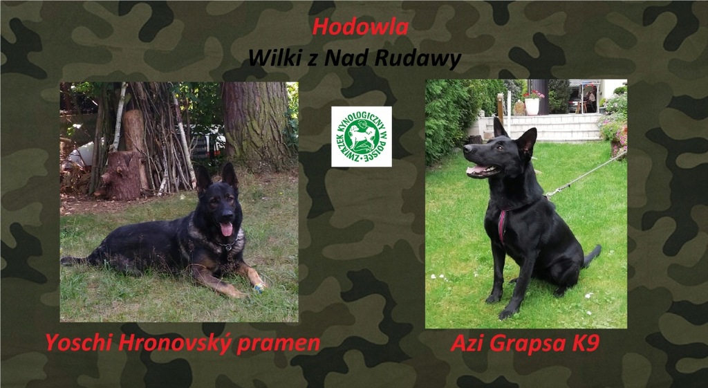 Owczarek niemiecki szczenięta