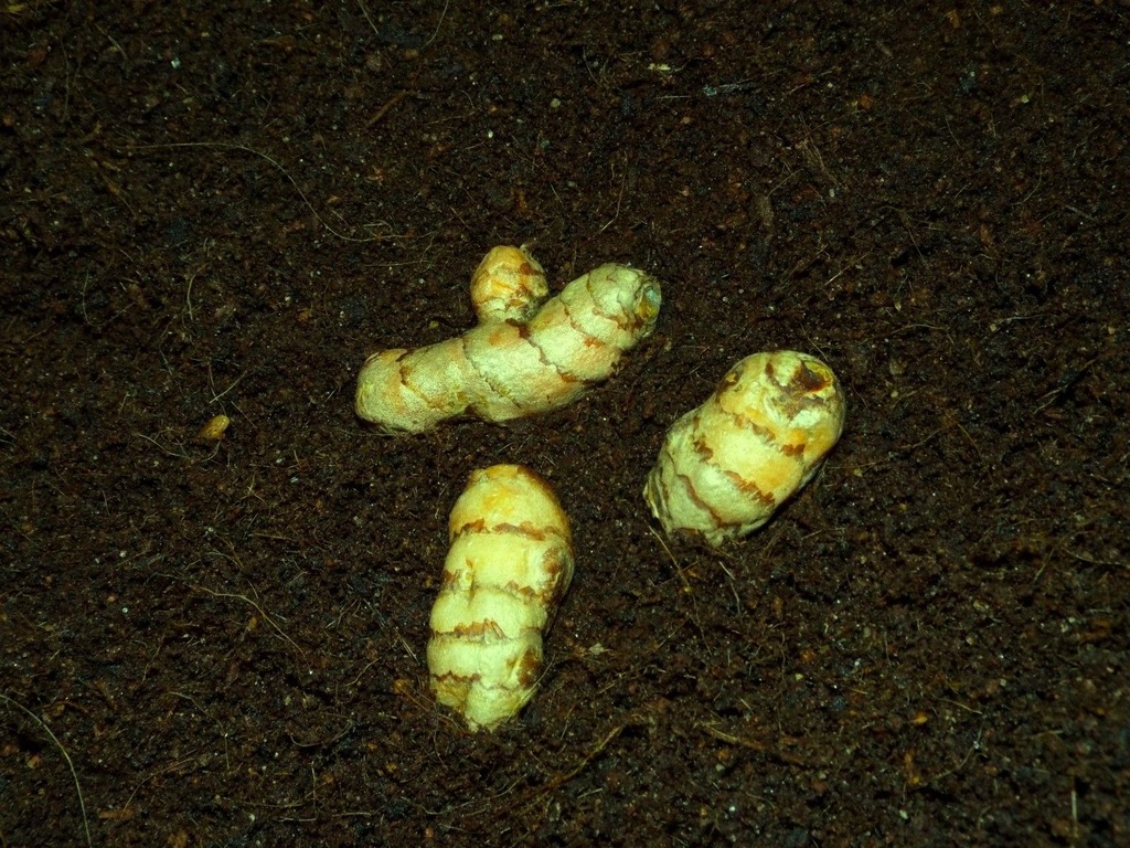 Kurkuma(Curcuma longa) BULWA do uprawy na sadzonkę