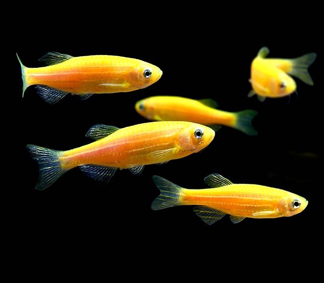 DANIO LUMINOUS ORANGE pomarańczowe fluo AdamiakZOO