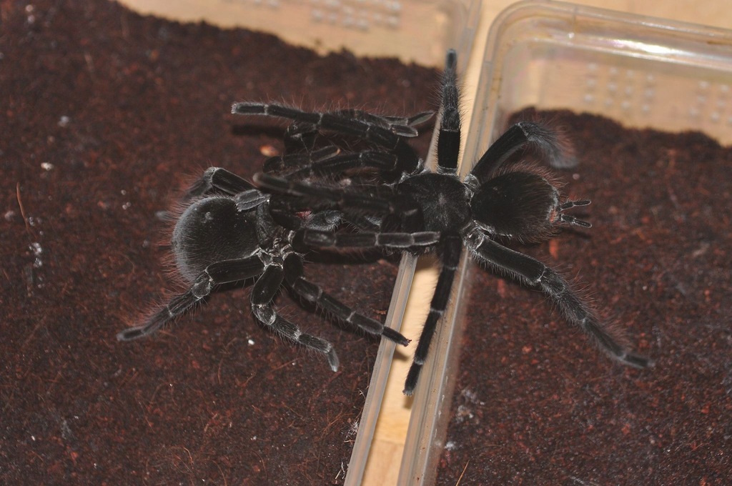 Pamphobeteus sp. antinous Iquitos L1 Pokolenie F1