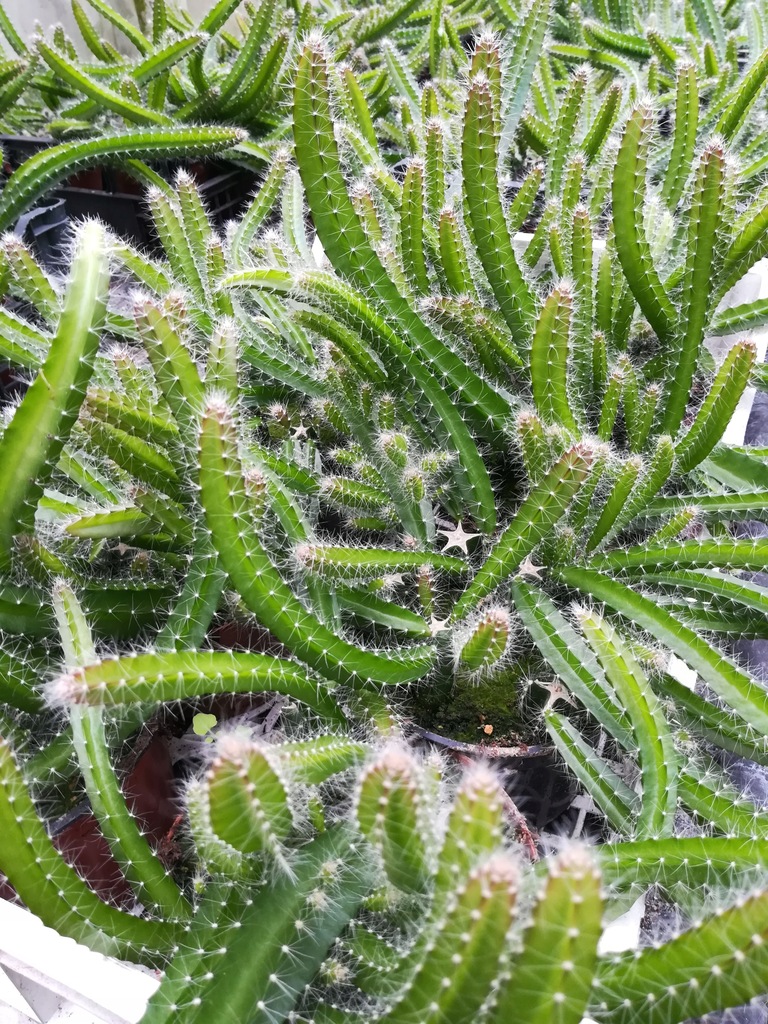 APOROKAKTUS