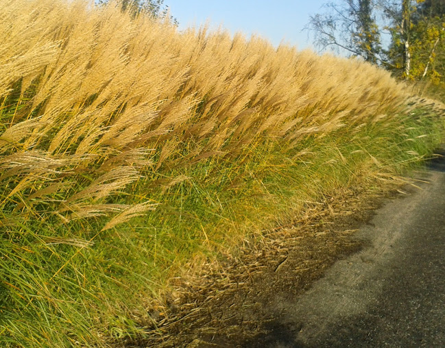 B120 Miskant Nepalski (miscanthus nepalensis) NEW!