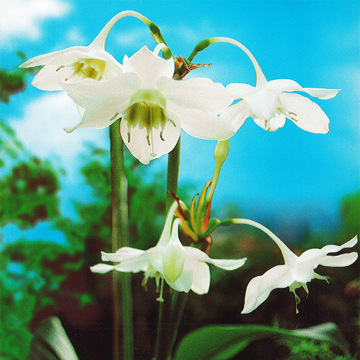 EUCHARIS AMAZONICA = STOCZYK OGRODOWY CEBULE 1szt