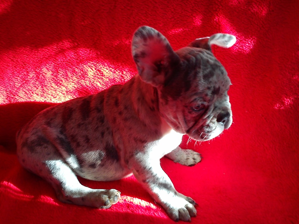 Buldog francuski, SUCZKI buldogi MERLE Warszawa