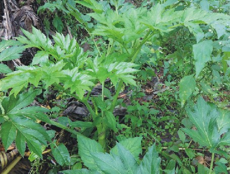 Ashitaba roślinna witamina B12