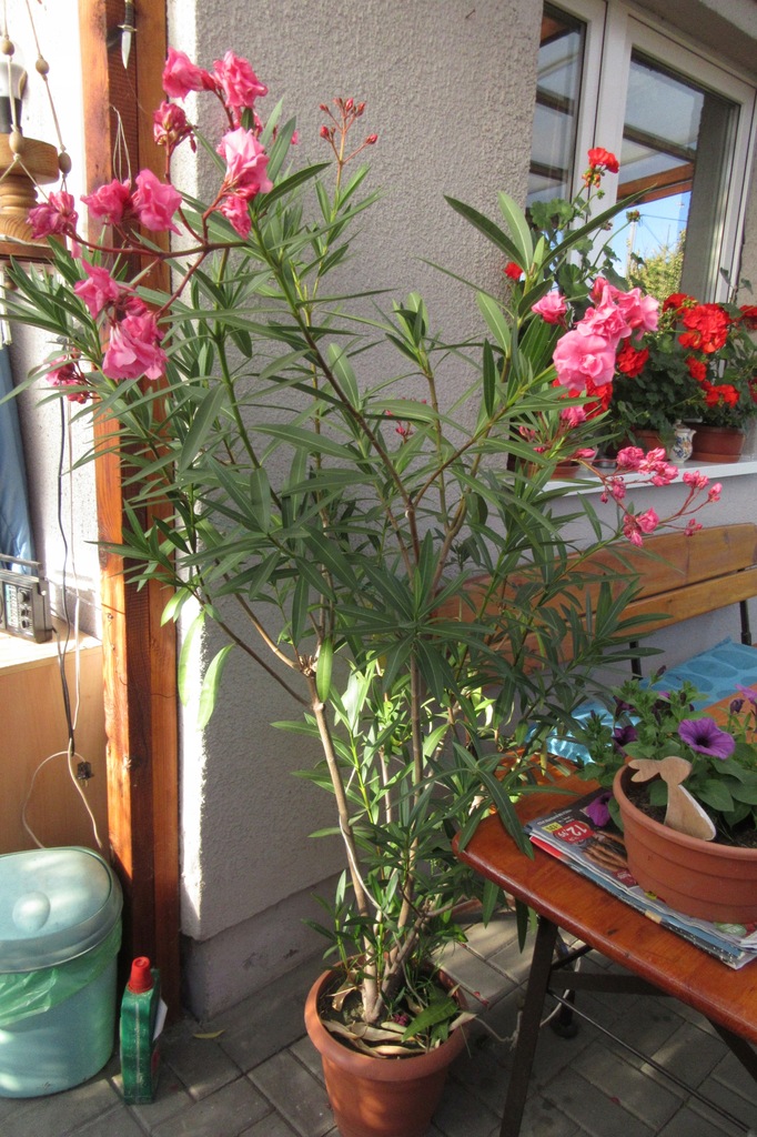 PIĘKNY DUŻY OLEANDER RÓŻOWY DUŻO KWIATÓW BOGATY