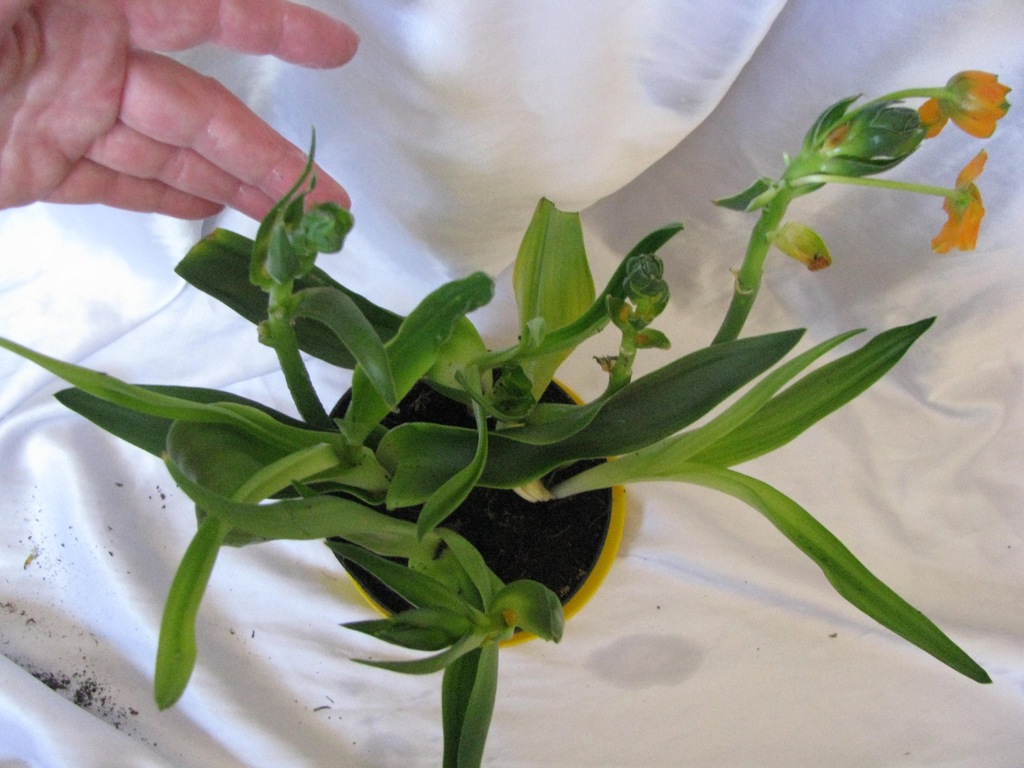 ŚNIEDEK  Ornithogalum Dubium 2 sztuki