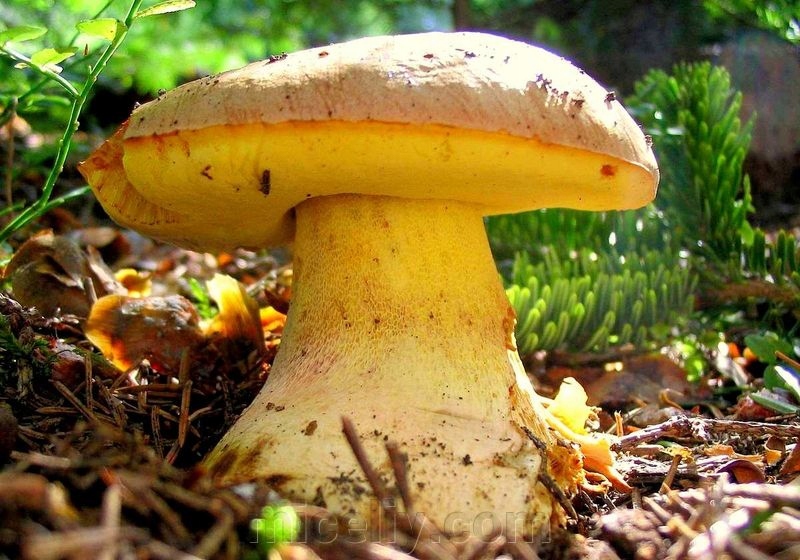 Borowik kruchy - Boletus impolitus, Grzybnia 500g!