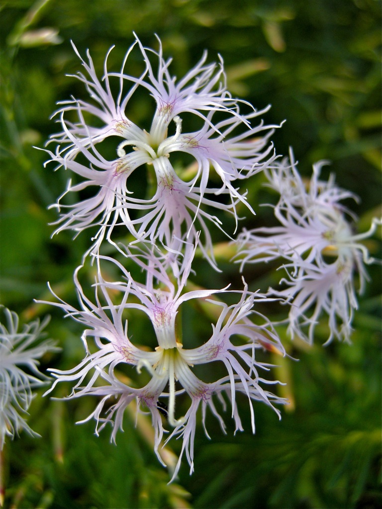 Goździk pyszny Dianthus superbus Alba P8