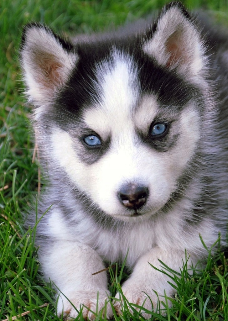 Pluszak pies szczeniak husky siberian 26cm