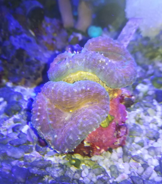 Morskie akwarium-Lobophyllia Corymbosa multihead