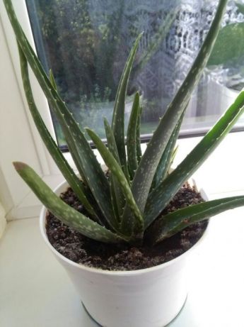 Zdrowy kwiat aloes odmiana długolistna zdrowotny