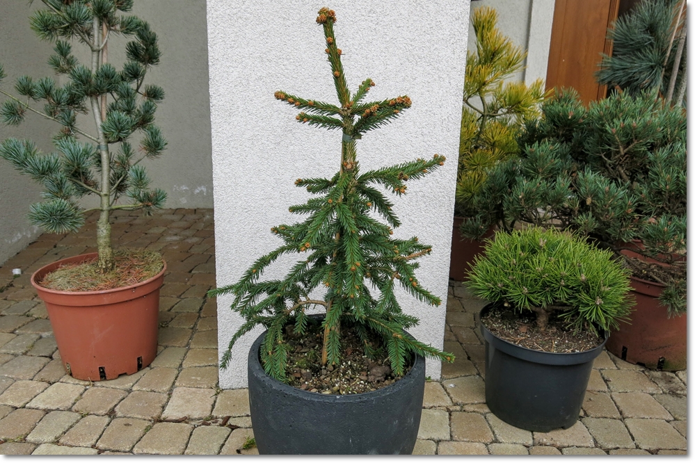 Picea abies Loreley - Duża roślina !!!