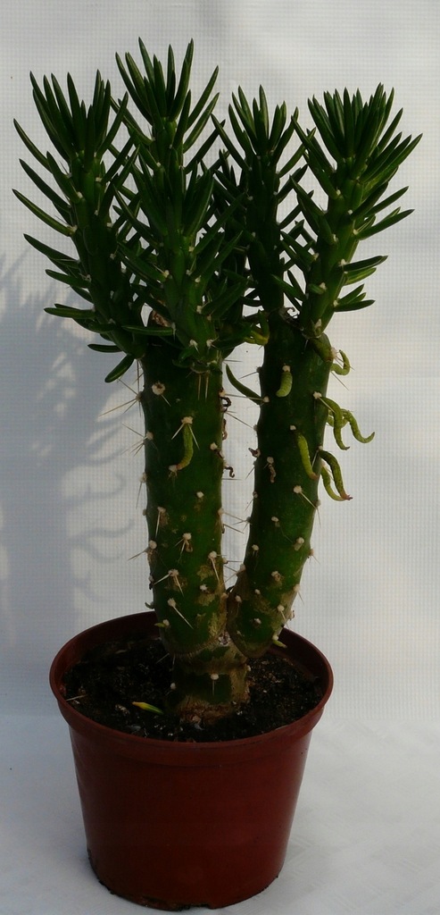 Opuncja Cylindryczna Subulata