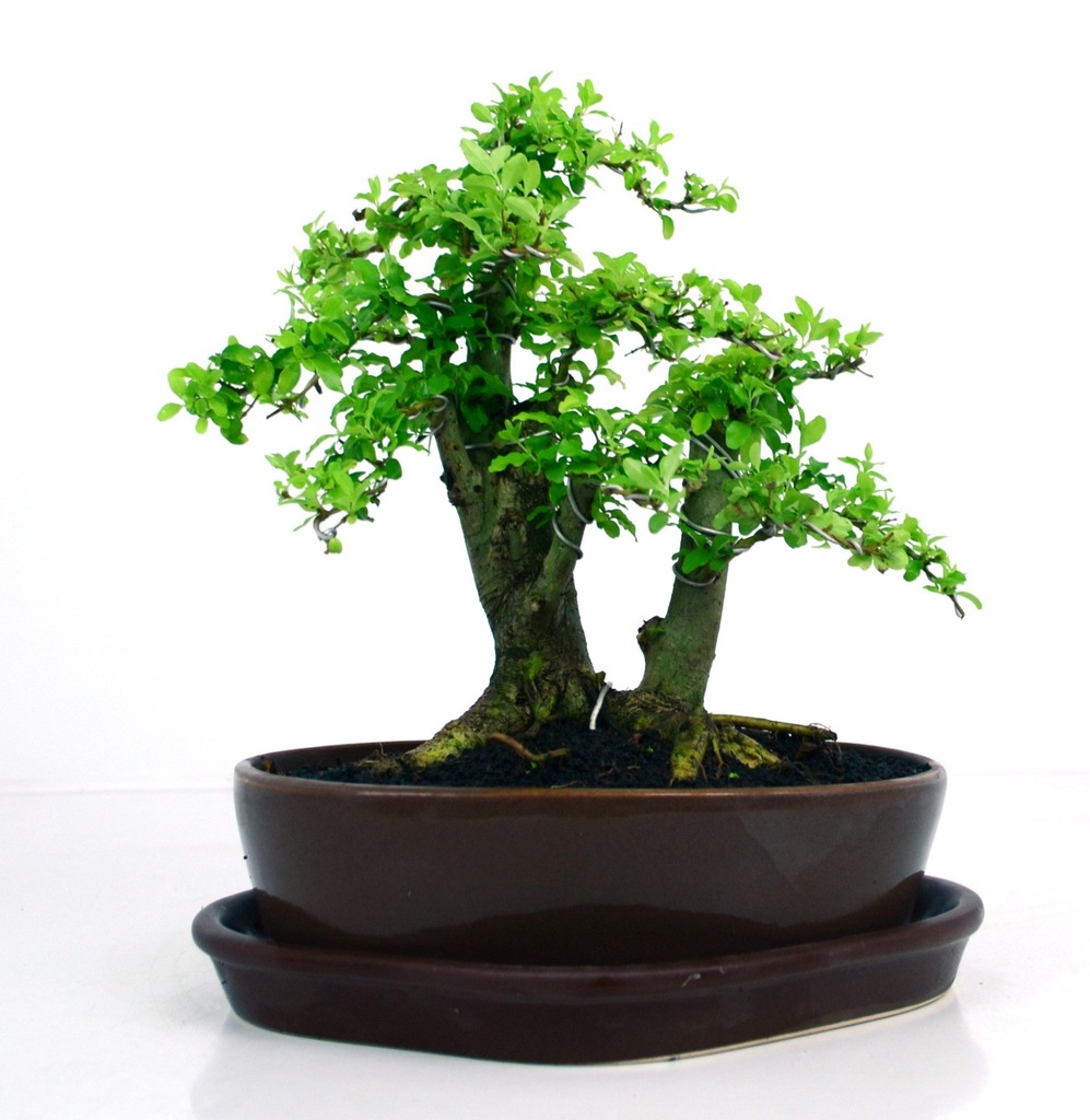 Ligustr indica aurea - bonsai domowy