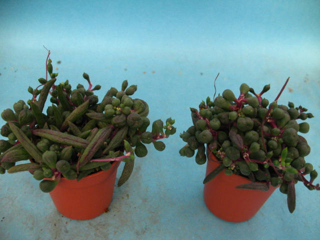 Kaktusy Senecio BAMBINO  don5,5cm NOWOŚĆ