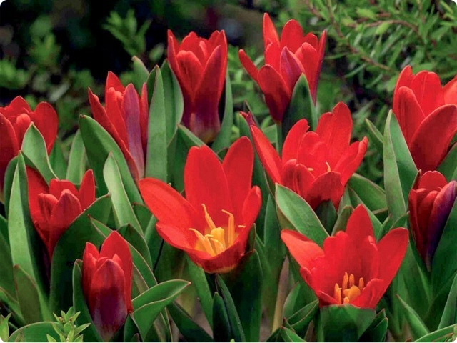 TULIPAN NISKI FOSTERA PRINCEPS 5 szt + GRATIS
