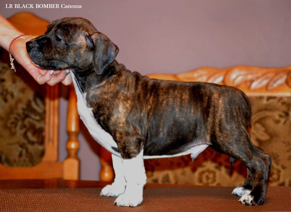 American Staffordshire Terrier/Amstaff po USA CH