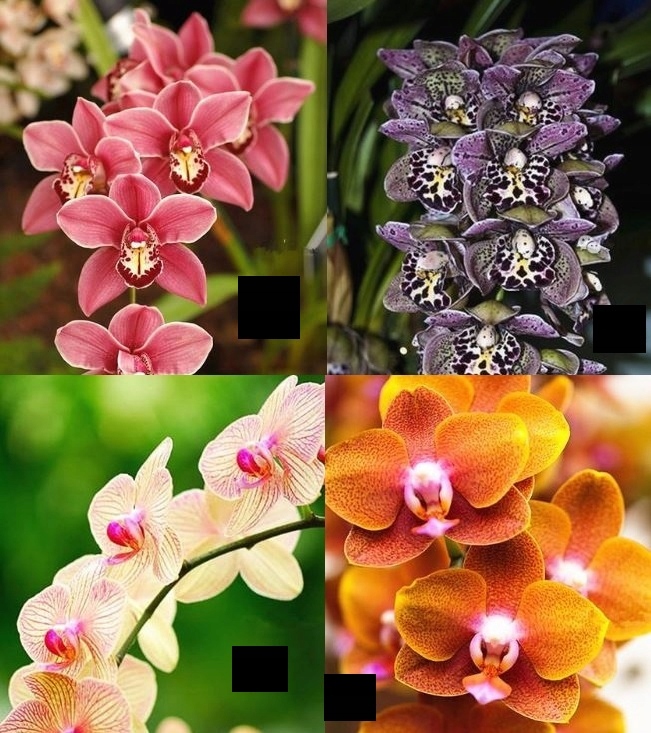 Storczyk Orchidea 20 gatunków nasiona po 10 sztuk