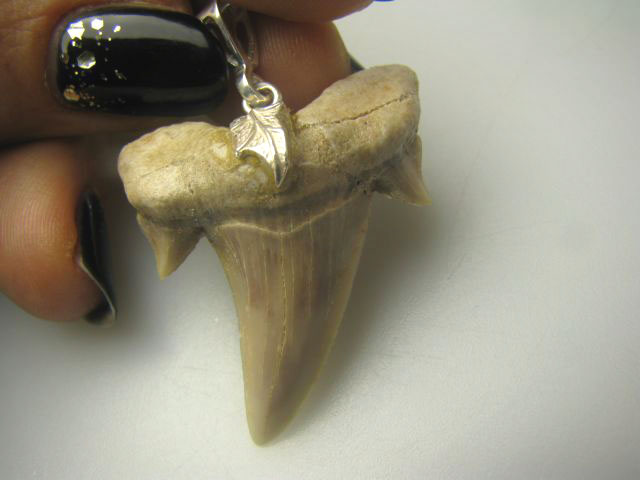 bwe913 Unikat Wisior Amulet Ząb Rekina Kieł Srebro