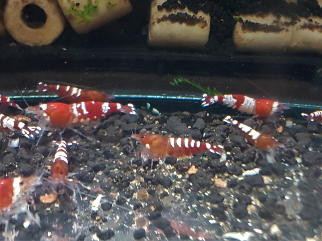 Caridina Pinto Piano Zebra Red 1szt e-krewetki