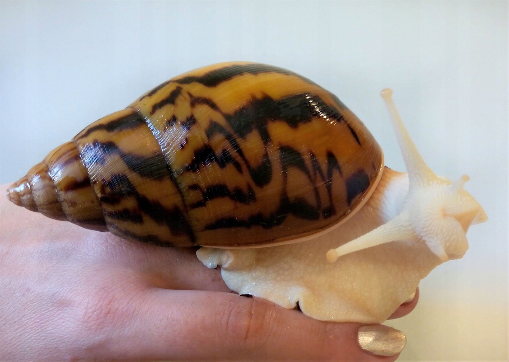 Achatina A. (Tiger) Albino 2 cm.