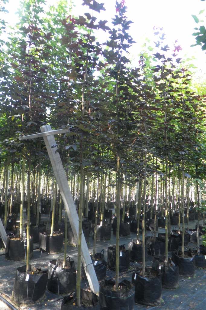 KLON POSPOLITY 'ROYAL RED' (ACER PLATANOIDES)