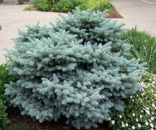 Świerk GLAUCA GLOBOSA PA 60-80cm C3 - 7198450264 - oficjalne archiwum ...