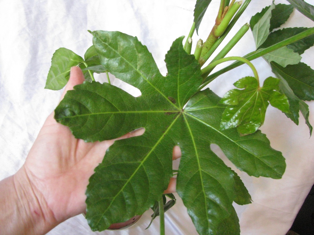 Fatsja japońska Fatsia japonica 60 cm