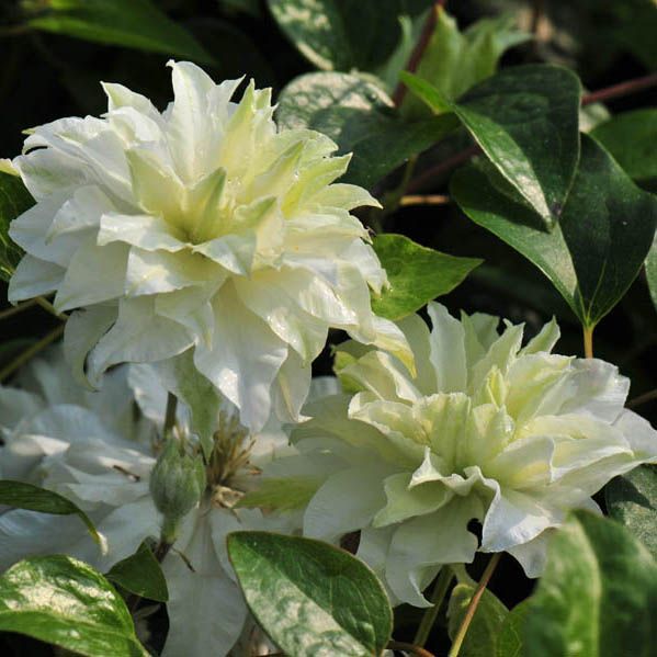 Clematis 'Maria Skłodowska Curie' Powojnik PEŁNY !