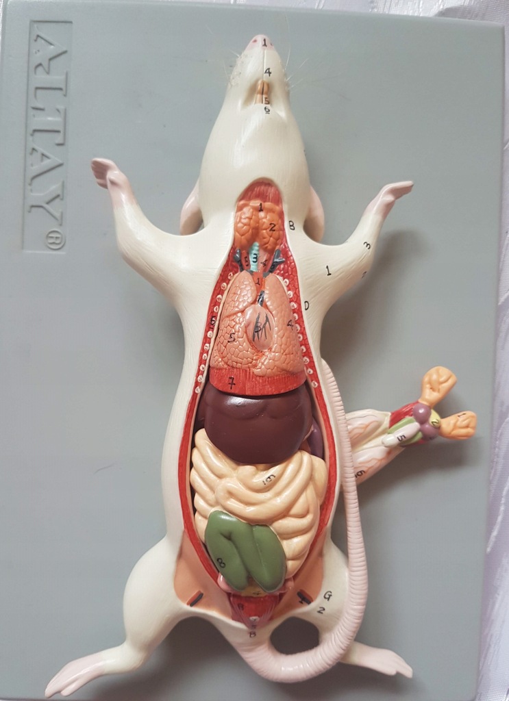 ALTAY ANATOMIA model szczura medycyna biologia