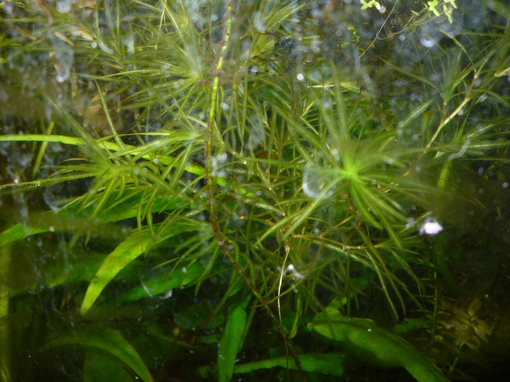 Najas graminea-Jezierza trawiasta x 2 szt.