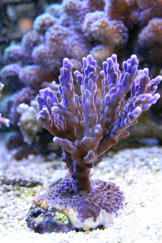 Koralowiec Koral Acropora 12