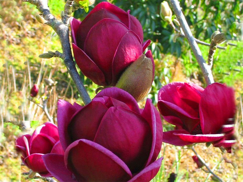 KRÓLOWA OKŁADEK-MAGNOLIA GENIE~SADZONKA 100-120CM