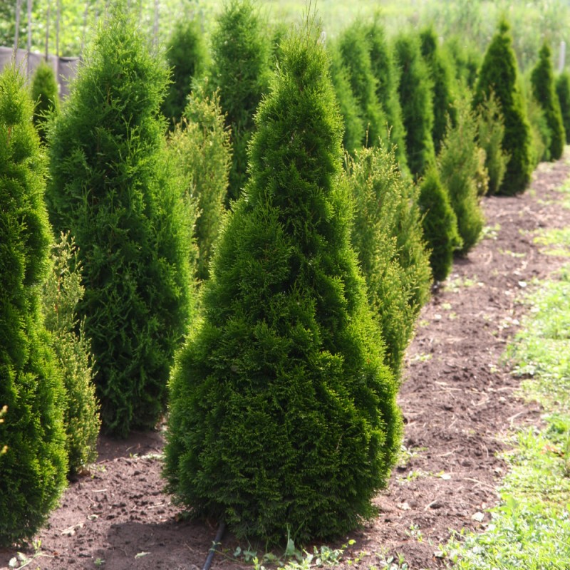 Thuja Tuja SZMARAGD 30cm // PRODUCENT