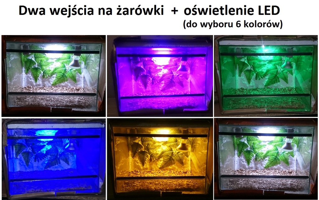 Gekon płaczący/orzęsiony + Nowe Terrarium Gratis!