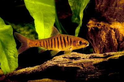 BRZANKA TYGRYSIA rarytas barbus fasciolatus EKH