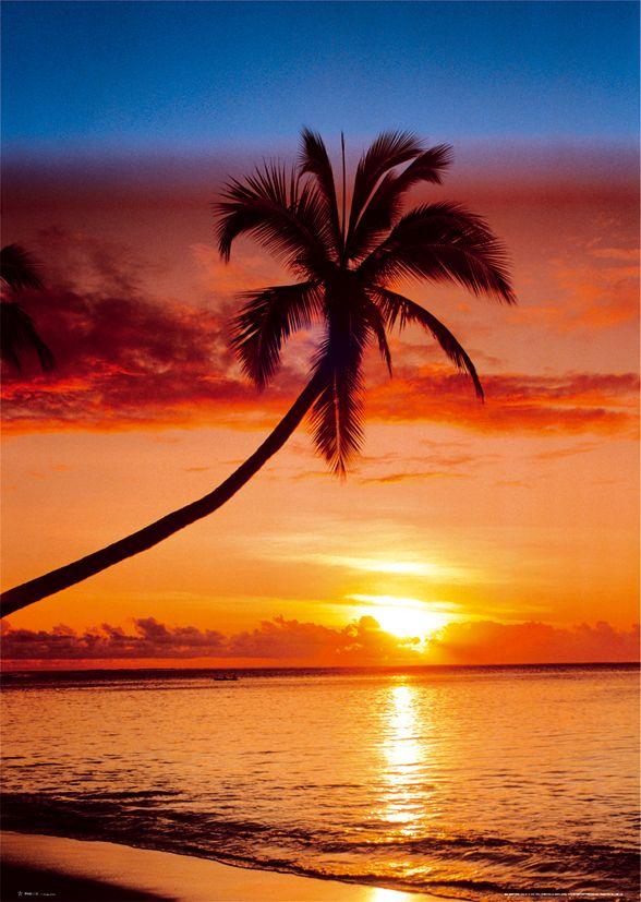 Palma zachód słońca - plakat 61x91,5 cm