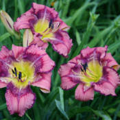 HEMEROCALLIS - LILIOWIEC GET JIGGY  ŁADNE KŁĄCZA